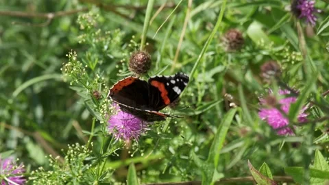 Butterfly sits on flower drinking nectar Stock Footage 202172981