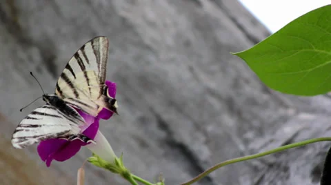 Butterfly sits on a flower Video stock 27674056