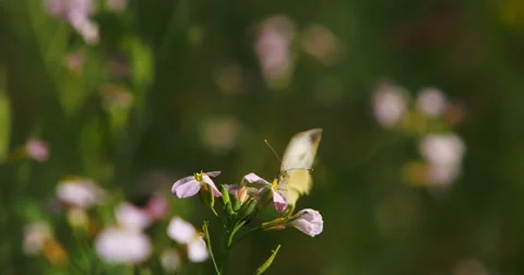 Butterfly sits on a flower Video stock 49300720