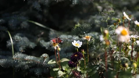 Butterfly sits on a flower Stock Footage 55876183