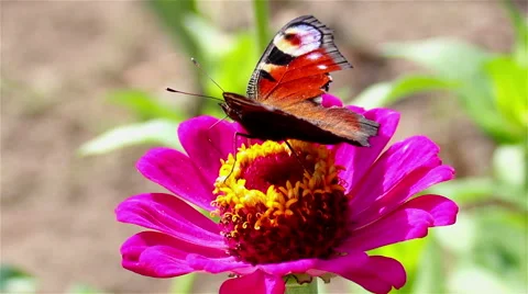 Butterfly sits on a flower Stock Footage 58084457