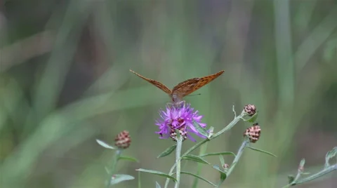 Butterfly sits on a flower Stock Footage 65820833