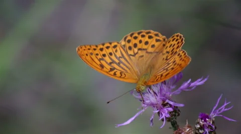 Butterfly sits on a flower Video stock 65820853