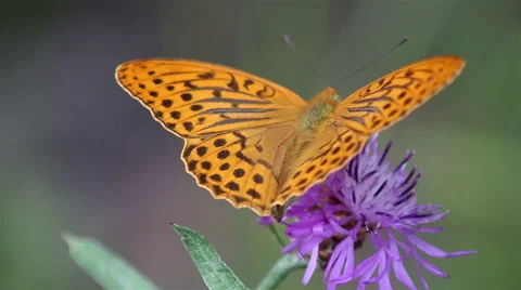 Butterfly sits on a flower Stock Footage 65820885