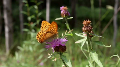 Butterfly sits on a flower Video stock 65820922