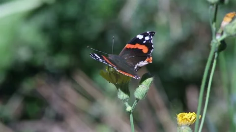 Butterfly sits on a flower Stock Footage 65820966