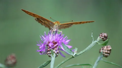 Butterfly sits on a flower Видео 67480238