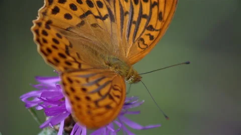 Butterfly sits on a flower Stock Footage 67480264