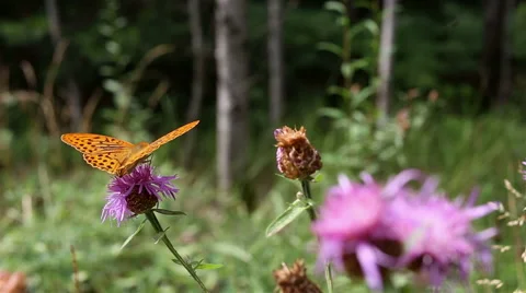 Butterfly sits on a flower Stock-Footage 67480271