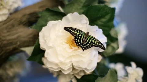 A Butterfly Sits On A Flower Stock Footage 75238529