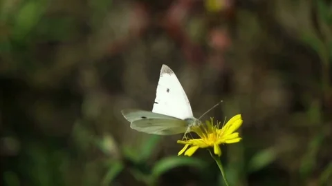 Butterfly sits on a flower Video stock 79844105
