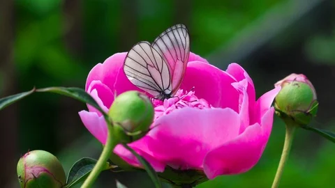Butterfly sits on a flower Stock Footage 93343264