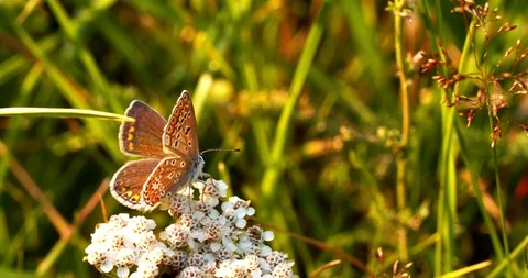 Butterfly sits on a flower Stock Footage 112761965