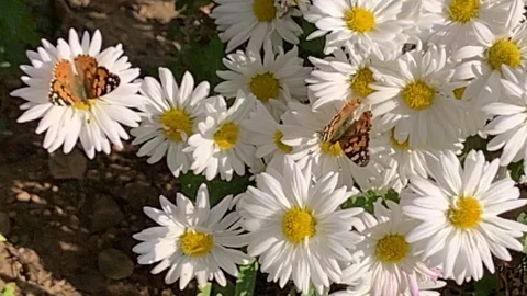 Butterfly sits on a flower Stock Footage 118403530