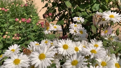 Butterfly sits on a flower Stock Footage 118403580
