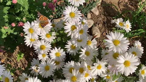 Butterfly sits on a flower Stock Footage 118403677