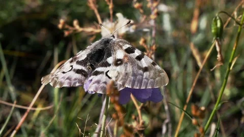 A butterfly sits on a flower. Stock Footage 195808284