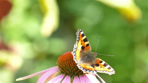 Butterfly sits on a flower Video stock 204803359
