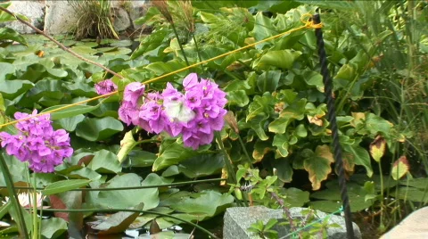 Butterfly sits on the flower in the garden Stock Footage