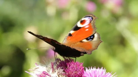 Butterfly sits on a flower, macro 库存影片 146909798