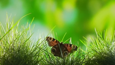 Butterfly sits on grass with close up. waving wings on blurred green background. Stock Footage 128110368