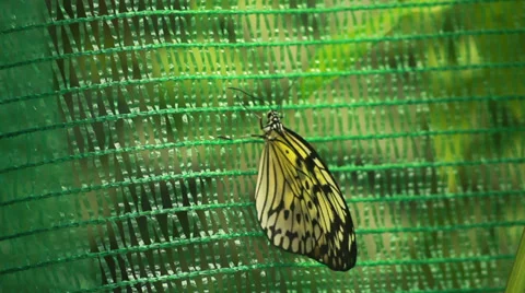 Butterfly sits on a grid Stock-Footage 37824662