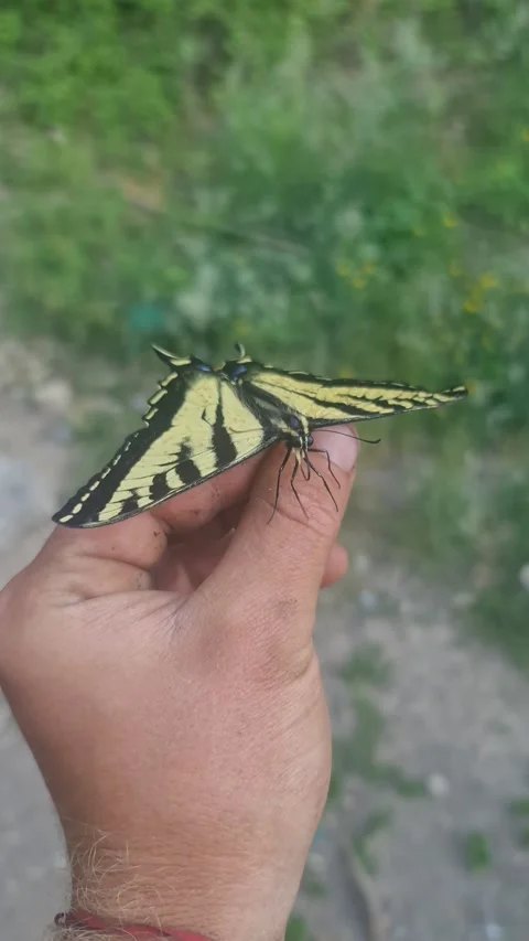 Butterfly sits on the hand and does not want to leave , vertical video Vidéo 186813575