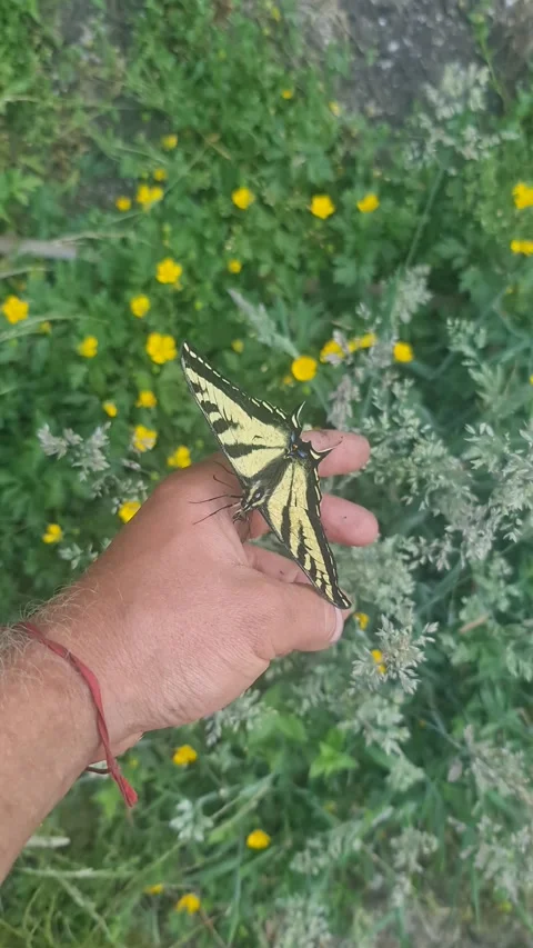 Butterfly sits on the hand and does not want to leave , vertical video leave Vídeos de archivo 186813955