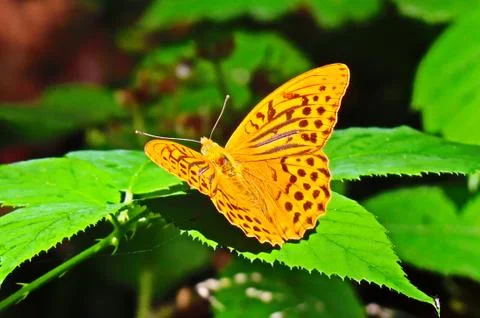 Butterfly sits on a leaf 写真素材
