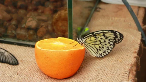 Butterfly sits on an orange Stock Footage 37824544