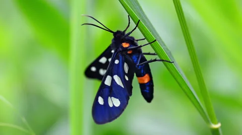 Butterfly sits on a stalk of grass Stock Footage 34563247
