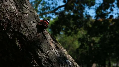 A butterfly sits on a tree Stockbeeldmateriaal 80586603