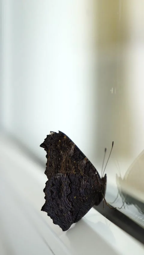 A butterfly sits on the window and cannot get out of the house Stock Footage 279942676