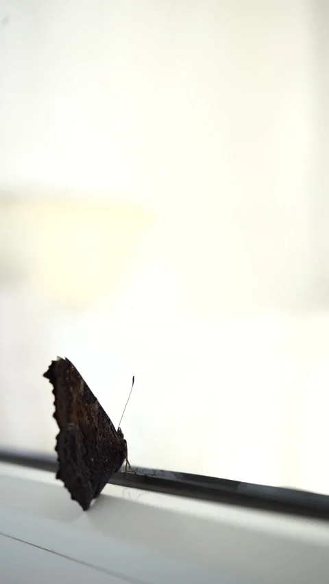 A butterfly sits on the window and cannot get out of the house Stock Footage 279942694