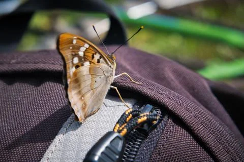 Butterfly sitting on a backpack. Stock Photos