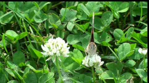 Butterfly sitting on clover, then flies away Stock Footage