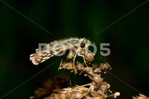 Butterfly sitting on a dry flower Stock Photos