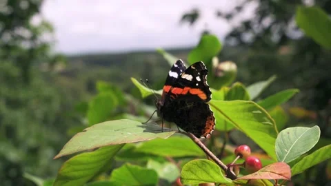 Butterfly sitting on a flower in 4K Stock Footage 250357360