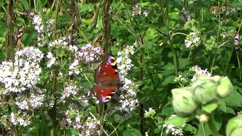 Butterfly sitting on a flower Stock Footage 78702984