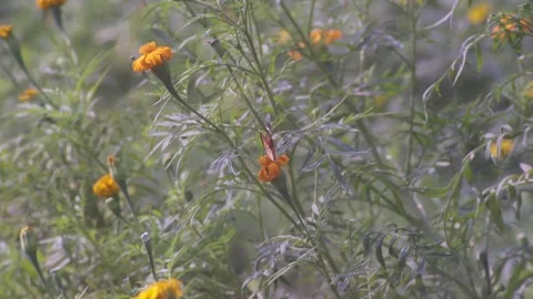 Butterfly sitting on a flower Stock Footage 81392266