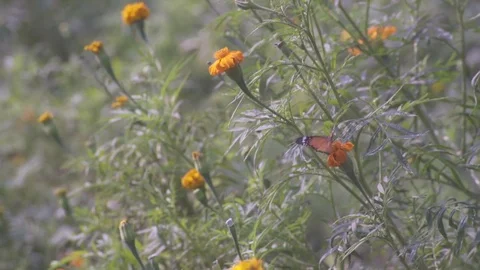 Butterfly sitting on flower Stock Footage 81392854
