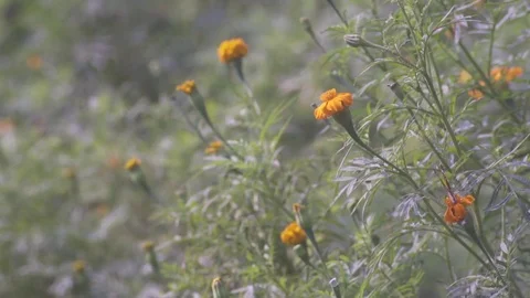Butterfly sitting on flower Stock Footage 81392860