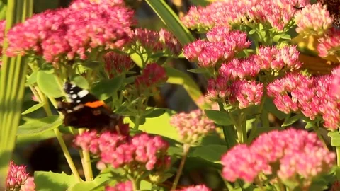 Butterfly sitting on a flower Stockbeeldmateriaal 83859641