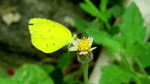 Butterfly sitting on flower Stock Footage 158807429