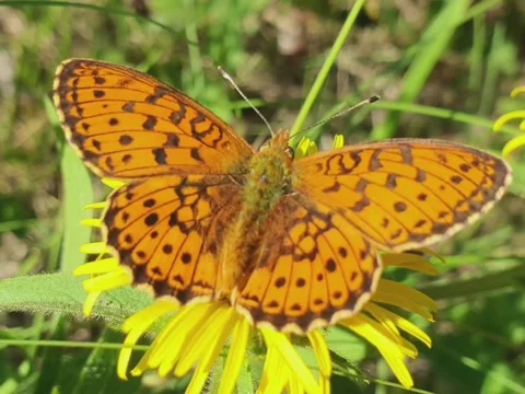 Butterfly sitting on a flower Stock Footage 158991847
