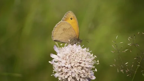 Butterfly Sitting On Flower Looking For Nectar Macro 4K Stockbeeldmateriaal 85268571