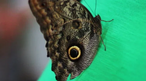 Butterfly Sitting Stock-Footage 52208418