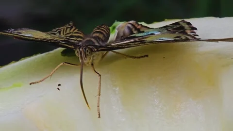A butterfly sitting on a fruit Stock Footage 245025773