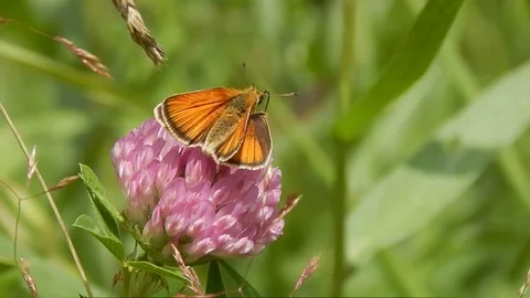 Butterfly sitting in grass closeup Stock Footage 116442878