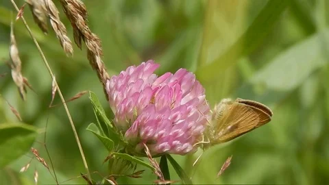 Butterfly sitting in grass closeup Stock Footage 116443092